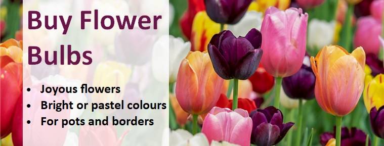 Buy Flower Bulbs Banner 1
